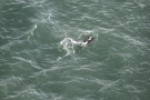 Missing Picture